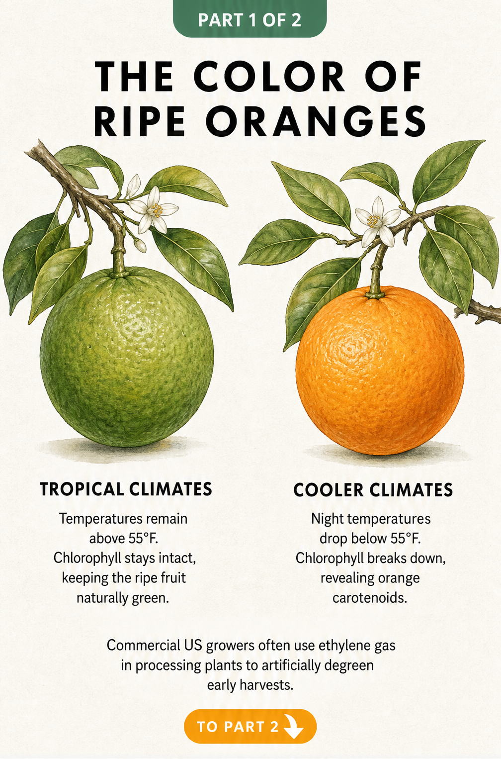 Botanical illustration comparing ripe green oranges in tropical climates to orange ones in cooler climates