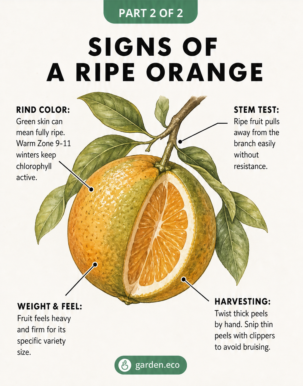 Illustration of an orange on a branch highlighting signs of ripeness like rind color, weight, stem test, and harvesting method.