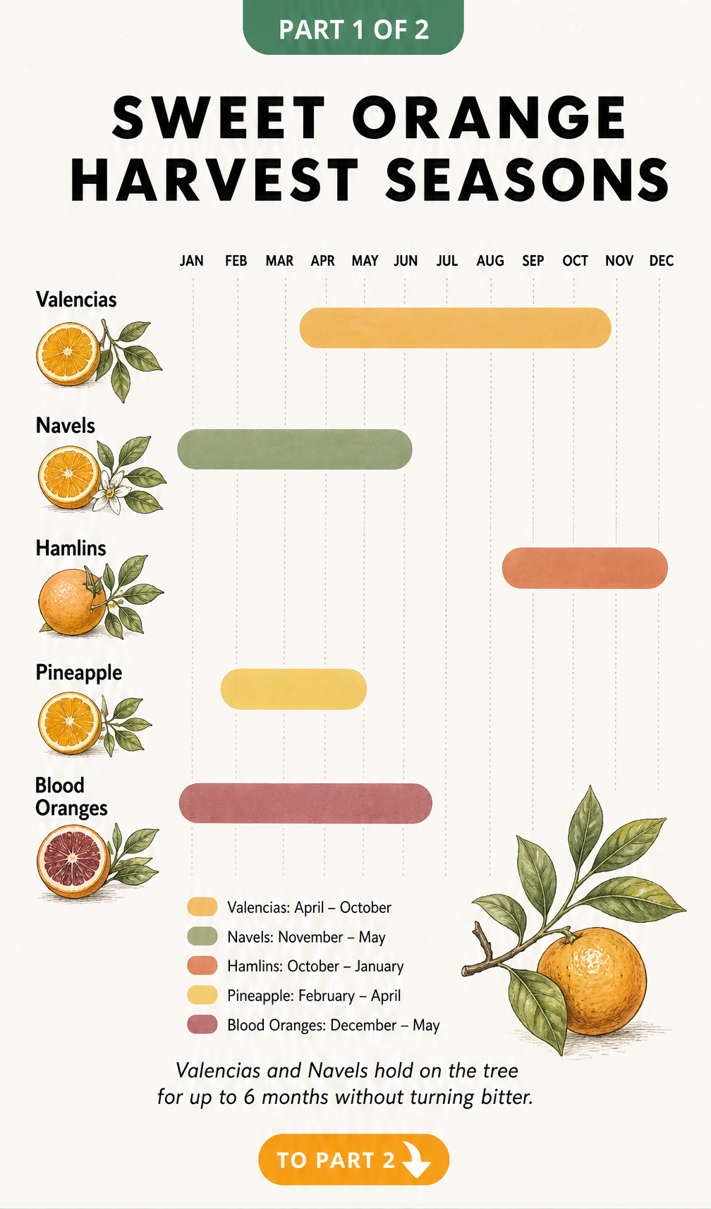 Bar chart showing harvest seasons for sweet orange varieties including Valencias, Navels, Hamlins, Pineapple, and Blood Oranges.