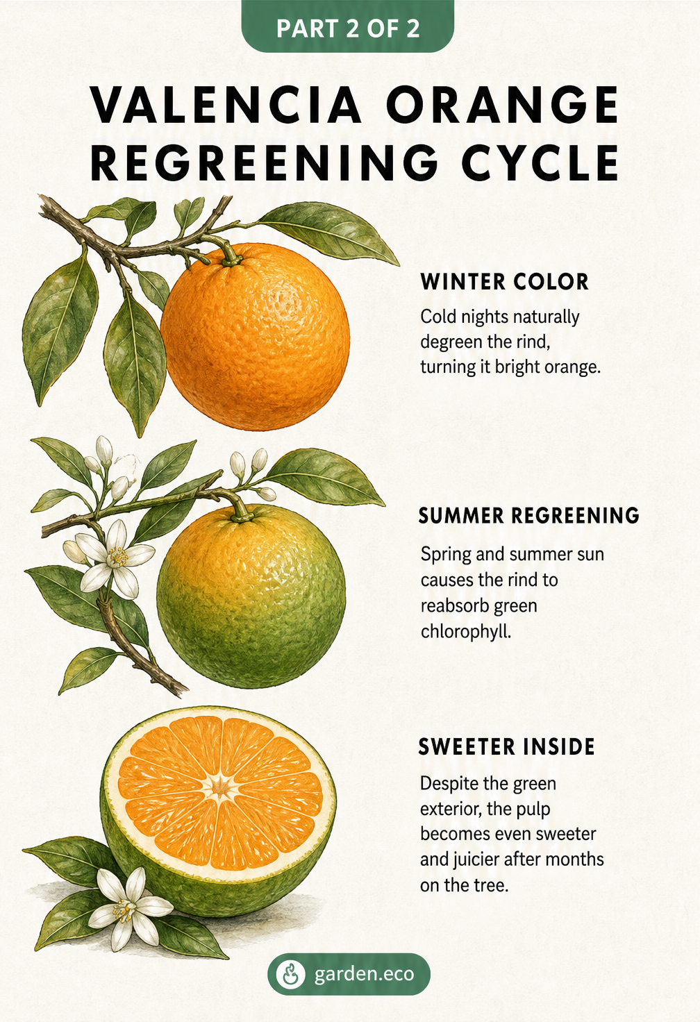 Illustration showing a Valencia orange turning from bright orange in winter to green in summer