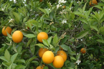 what-do-oranges-grow-on