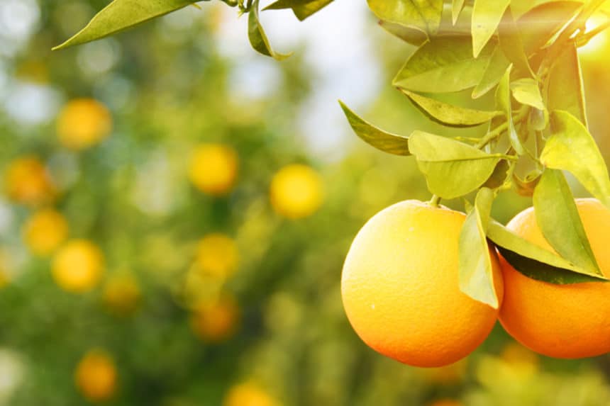 When Is Orange Season in Florida for Different Oranges? Garden.eco