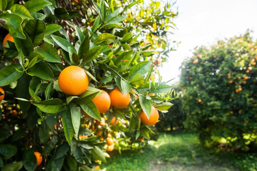 Where Do Oranges Grow Best Gardeneco
