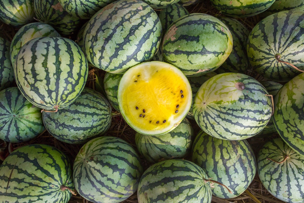 Why is My Watermelon Yellow? » Tips & Facts on Yellow ...
