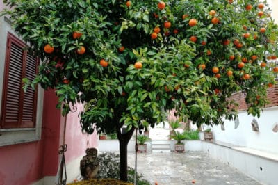 do-oranges-grow-on-trees