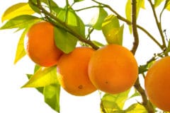 how-do-oranges-grow