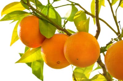 how-do-oranges-grow