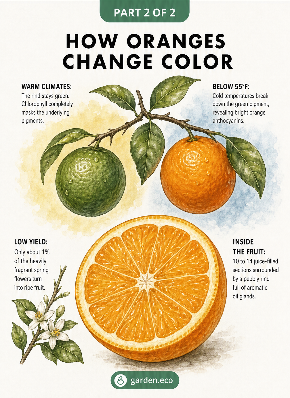 Illustration explaining how cold temperatures cause oranges to change color from green to bright orange, alongside a cross-section of the fruit.