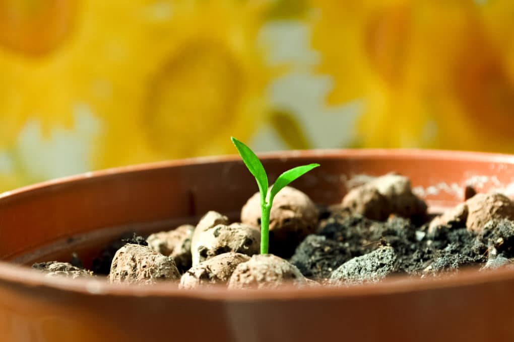 How To Germinate Pepper Seeds Garden.eco