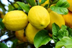 how-to-grow-a-lemon-tree