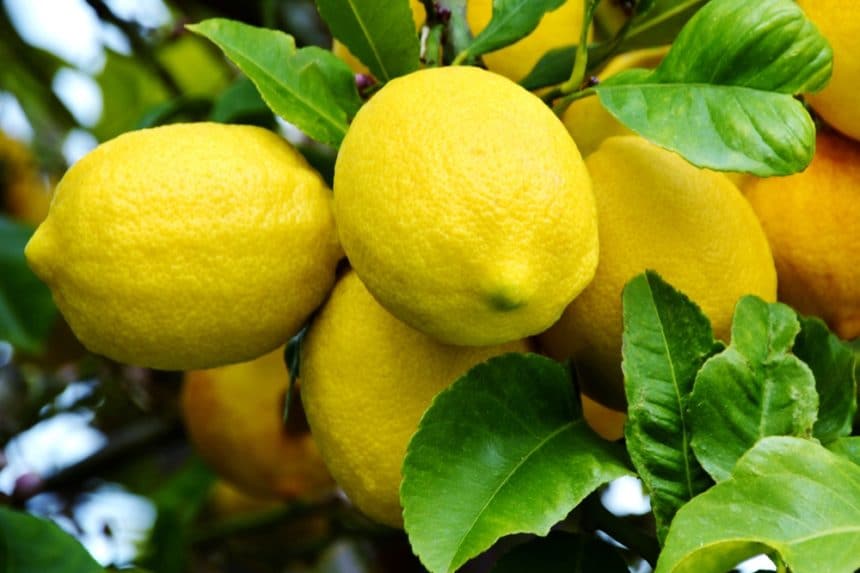 Dwarf Lemon Tree Care Requirements Garden.eco