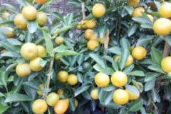 how-to-grow-an-orange-tree