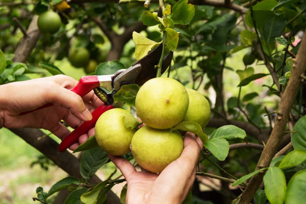 When to Pick Limes for Peak Flavor Garden.eco