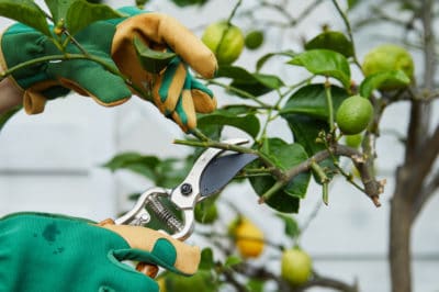 how-to-prune-a-lemon-tree