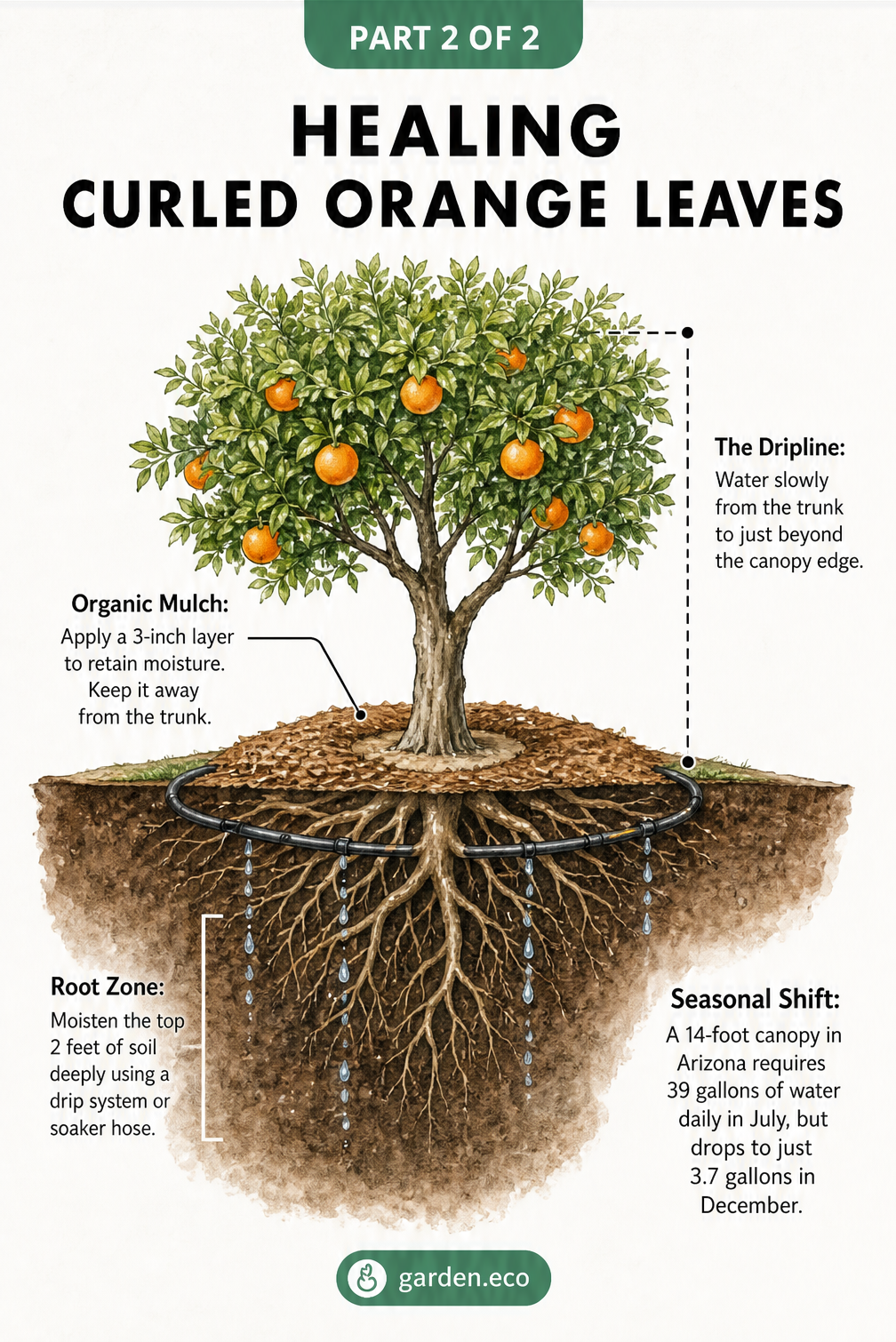 Cross-section of an orange tree showing proper watering techniques, mulch placement, and root zone depth to prevent leaf curl