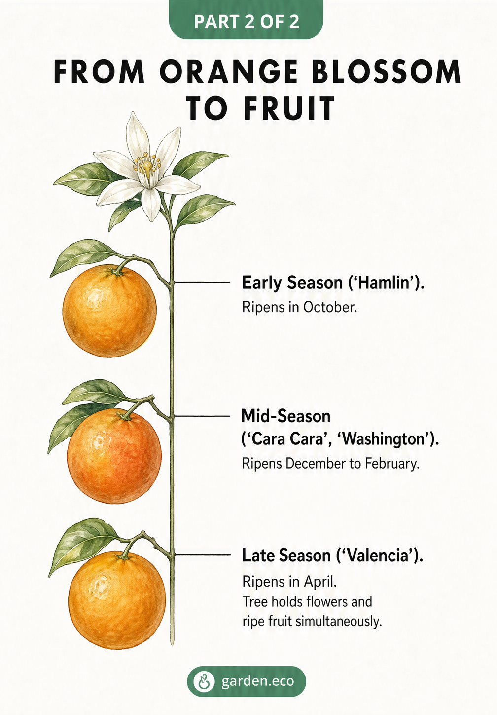 Timeline showing the development of orange blossoms into fruit over 7 to 15 months for early, mid, and late season varieties.