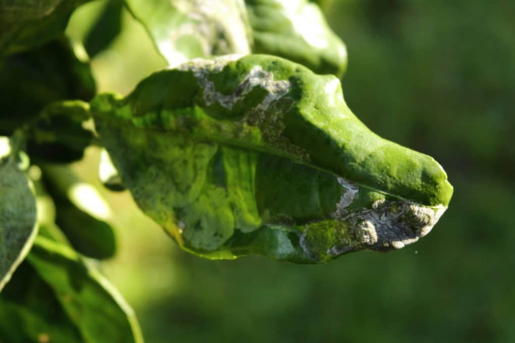 fig-tree-leaves-all-about-the-foliage