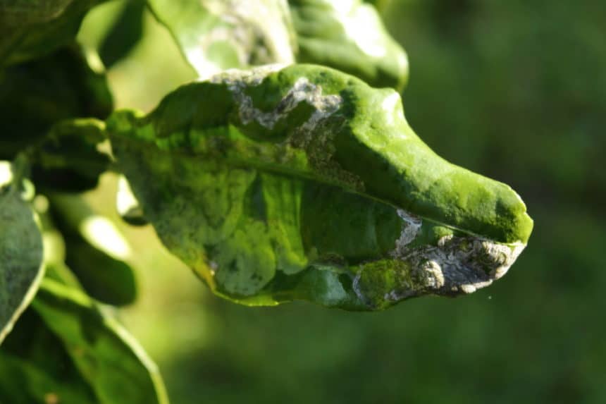 Avocado Tree Leaves Turning Brown » Tips on Why