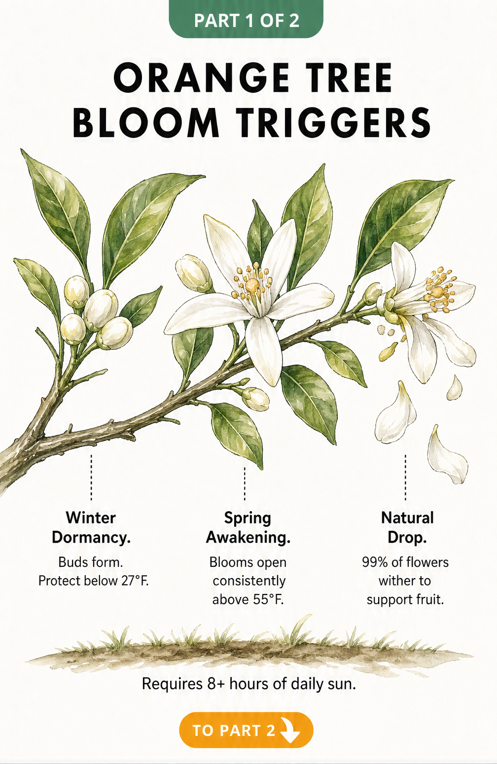 Botanical illustration showing the stages of orange tree blooms from winter dormancy to spring awakening and natural petal drop.
