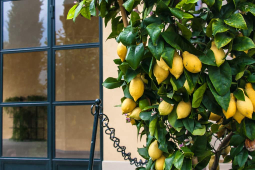 Lemon Tree Leaves Curling » Top Diagnostic Tips