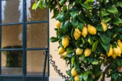 potted-lemon-tree