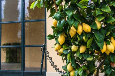potted-lemon-tree