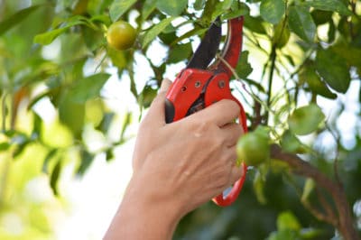 pruning-orange-trees