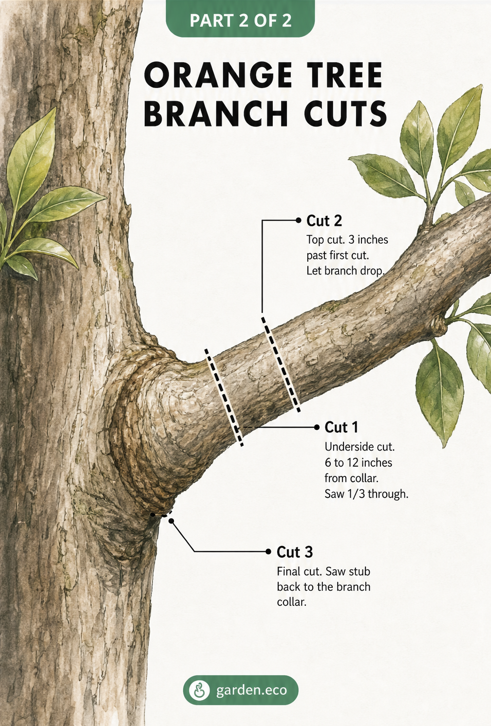 Detailed sketch of the three-way cut method for pruning large orange tree branches safely above the branch collar.