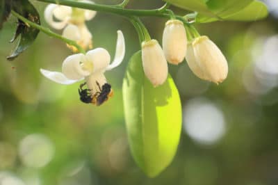 when-do-orange-trees-bloom