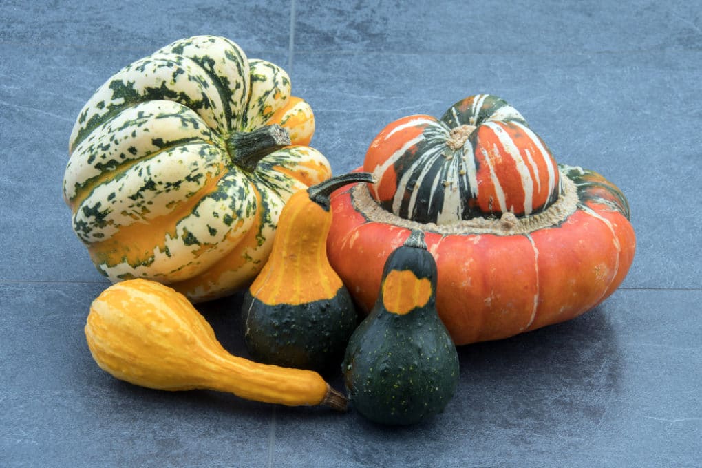 When to Pick Gourds » Top Tips