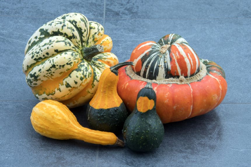 How to Preserve Gourds » Top Tips