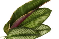 calathea-plant-leaves-curling