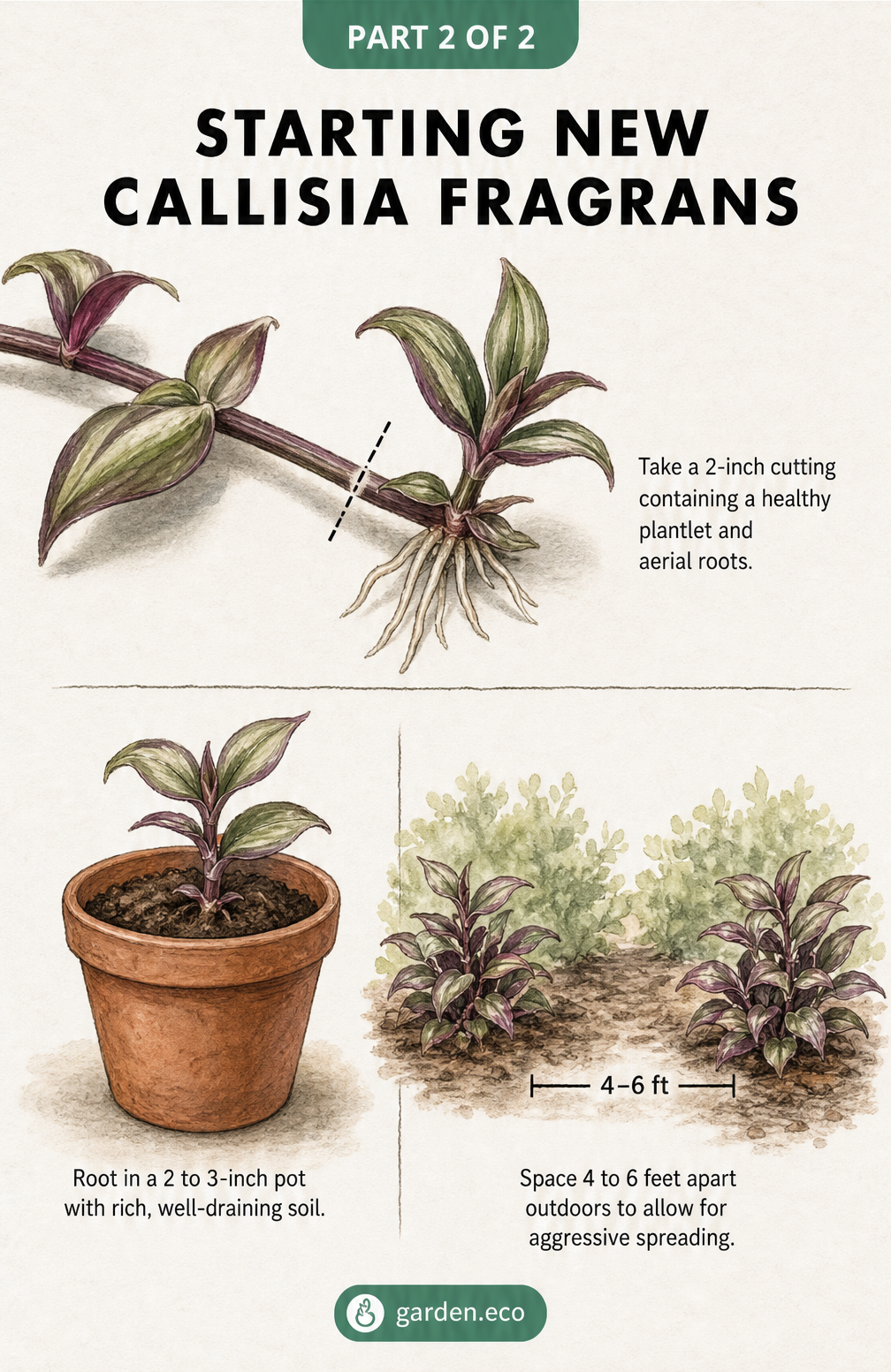 Botanical illustration showing how to propagate Callisia fragrans by taking a 2-inch cutting with a plantlet and aerial roots, and planting it in a pot or...