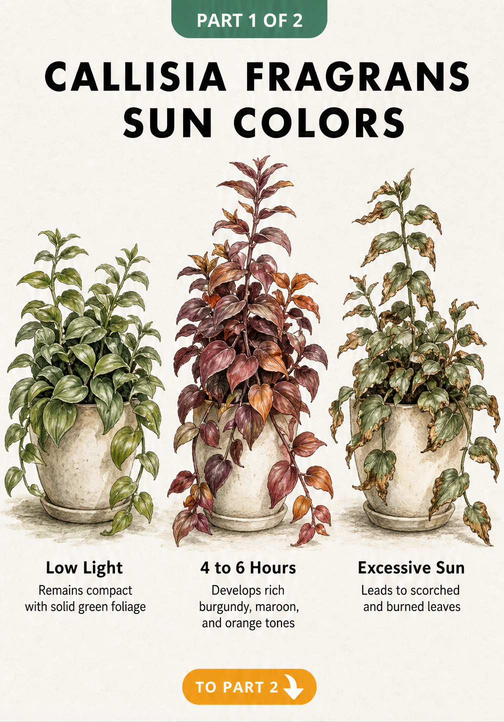 Illustration showing how sunlight affects Callisia fragrans leaf color, from solid green in low light to burgundy in 4 to 6 hours of sun, and scorched leaves...