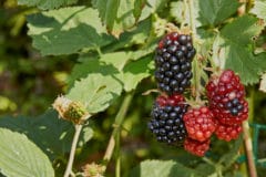 growing-blackberries