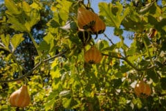 growing-gourds