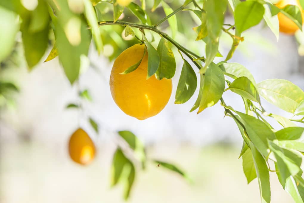 How Big Do Lemon Trees Get? It’s All in Their Roots! Garden.eco