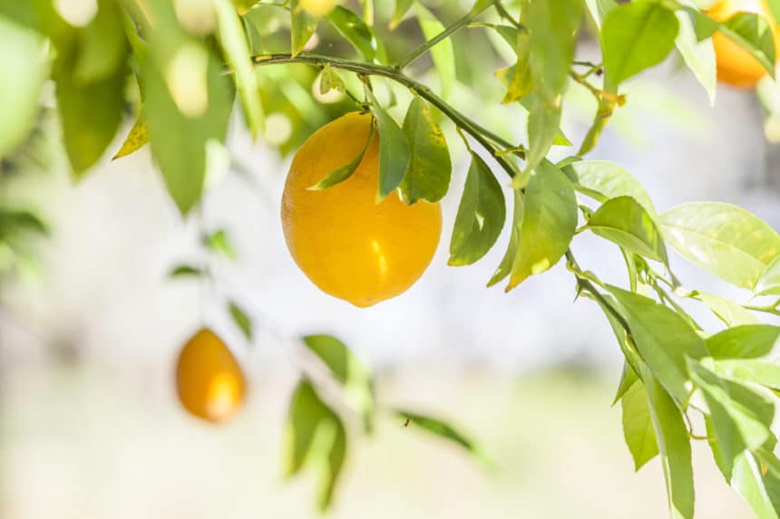 Do Lemon Trees Have Thorns? » Top Facts