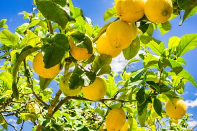 how-big-do-lemon-trees-get