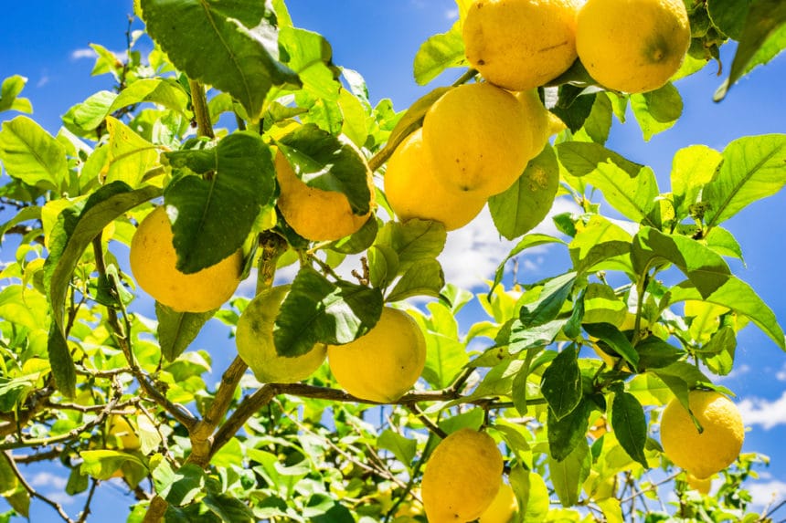 How Big Do Lemon Trees Get? It’s All in Their Roots! Garden.eco