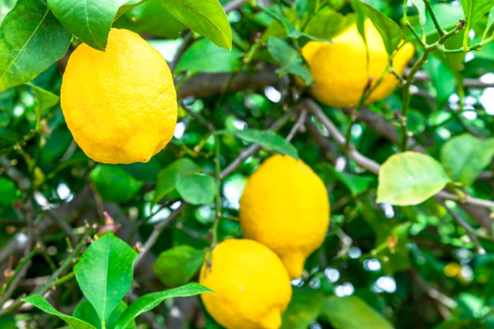 Where Do Lemon Trees Grow? Garden.eco