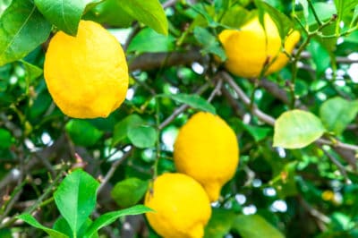 how-long-does-it-take-to-grow-a-lemon-tree