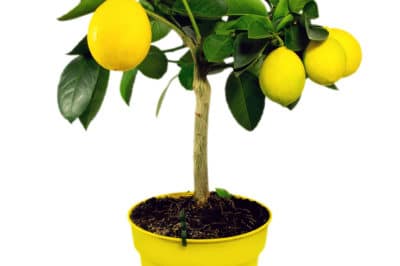 lemon-bonsai