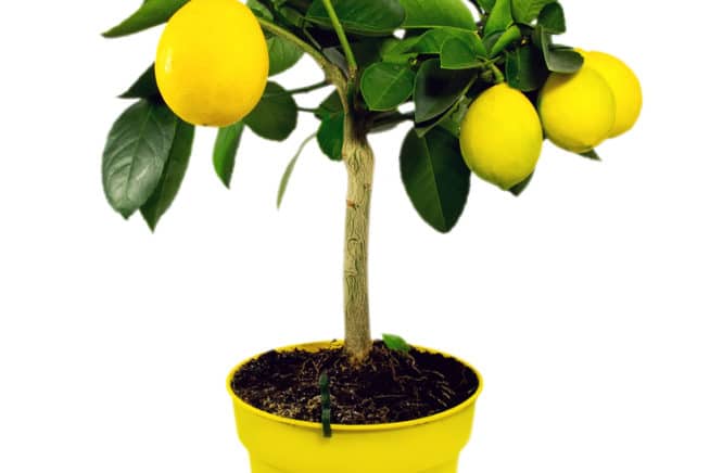 Lemon Bonsai » Top Growing & Care Tips