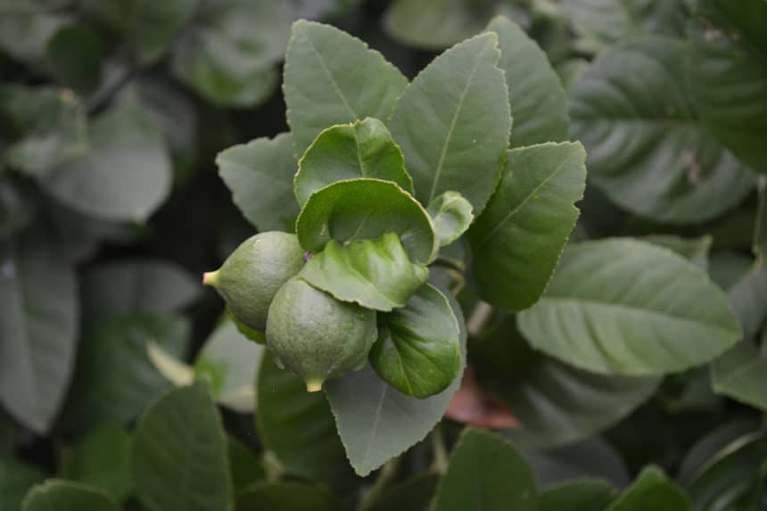 Lemon Tree Leaves Curling » Top Diagnostic Tips
