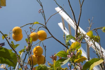 lemon-tree-losing-leaves