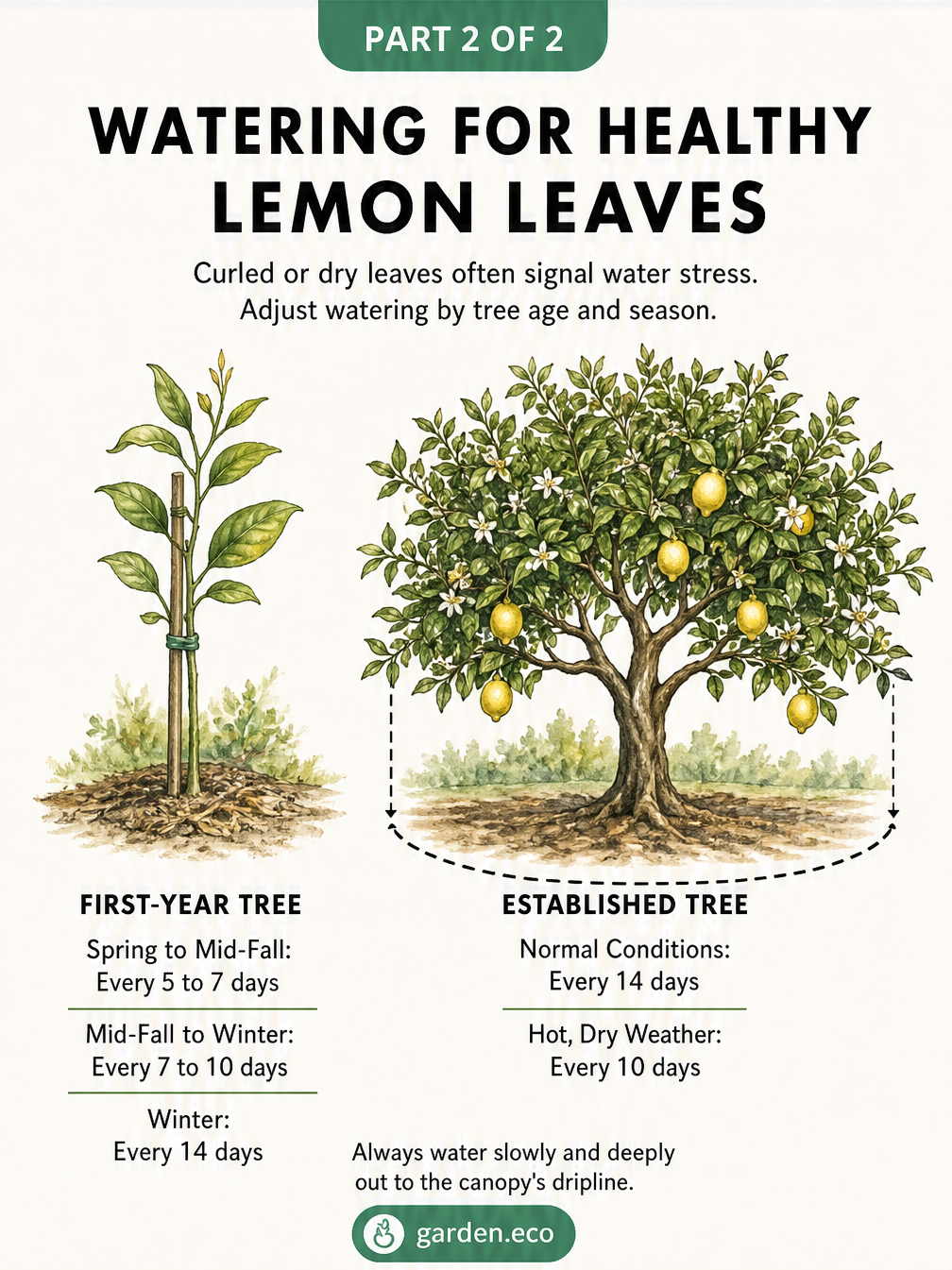 Botanical illustration showing watering schedules for first-year and established lemon trees to prevent curled or dry leaves