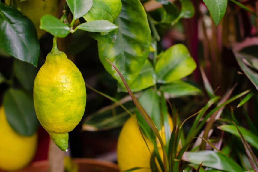Lemon Tree Losing Leaves » Tips on Causes & Solutions