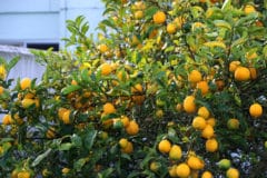 meyer-lemon-tree-care