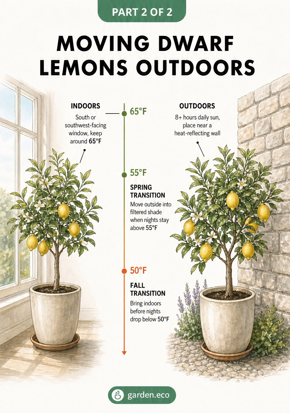Botanical sketch showing a dwarf lemon tree indoors by a window and outdoors, with a temperature scale for moving the plant.